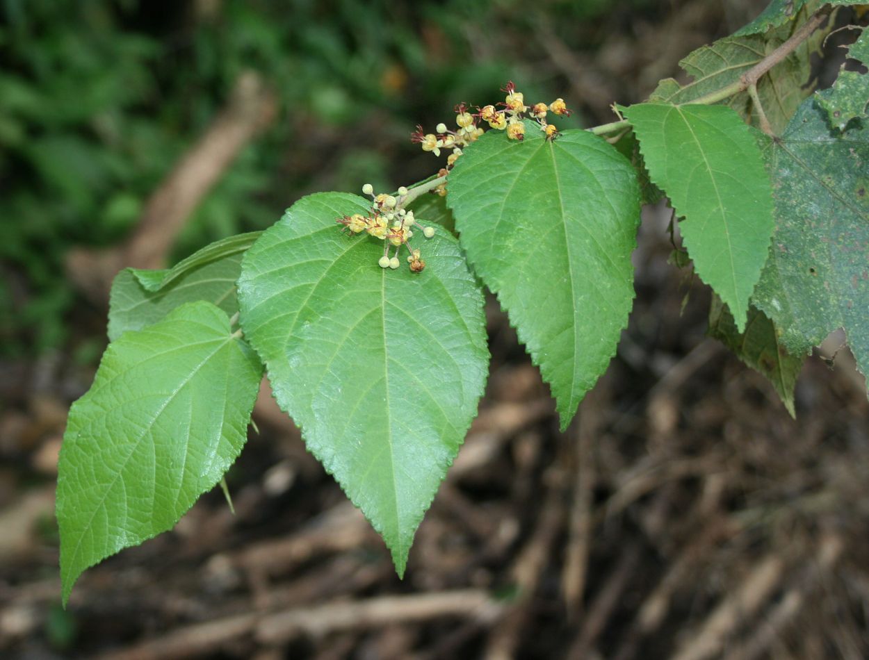 Mutamba (bwa dòm) — Guazuma ulmifolia, used in Haitian and Caribbean herbal tradition