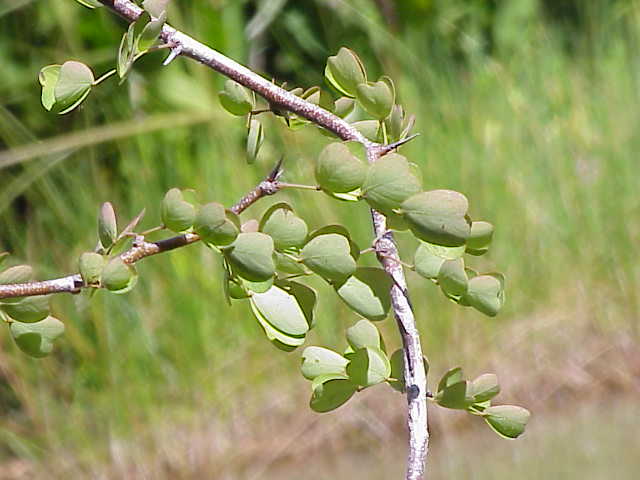 Logwood (bwa kanpèch) — Haematoxylon campechianum, used in Haitian and Caribbean herbal tradition