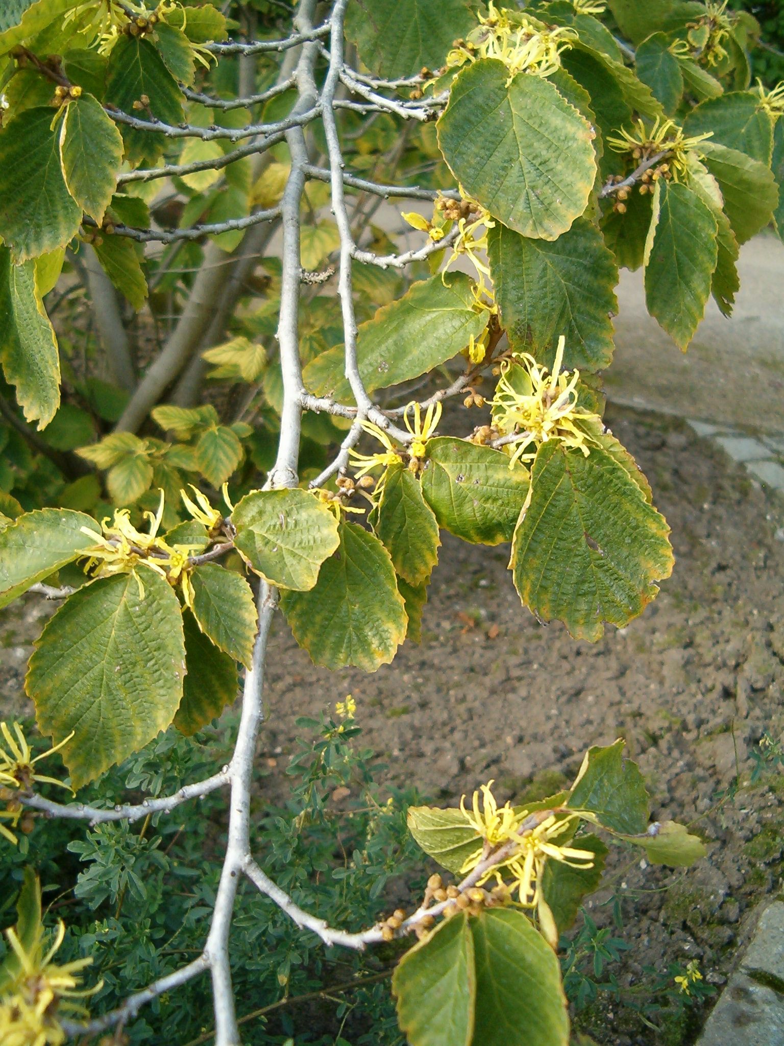Witch hazel (Amameli) — Hamamelis virginiana, used in Haitian and Caribbean herbal tradition