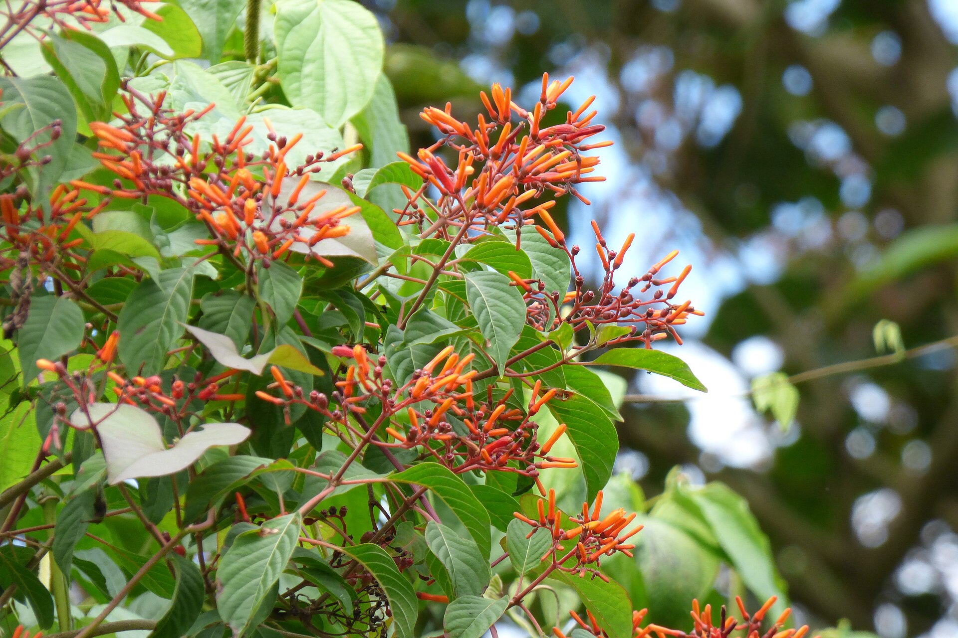 Firebush (koray) — Hamelia patens, used in Haitian and Caribbean herbal tradition