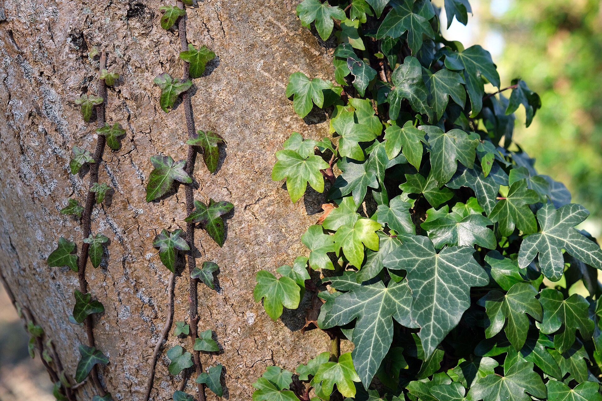 Climbing ivy (Lyè (grimpan)) — Hedera helix, used in Haitian and Caribbean herbal tradition