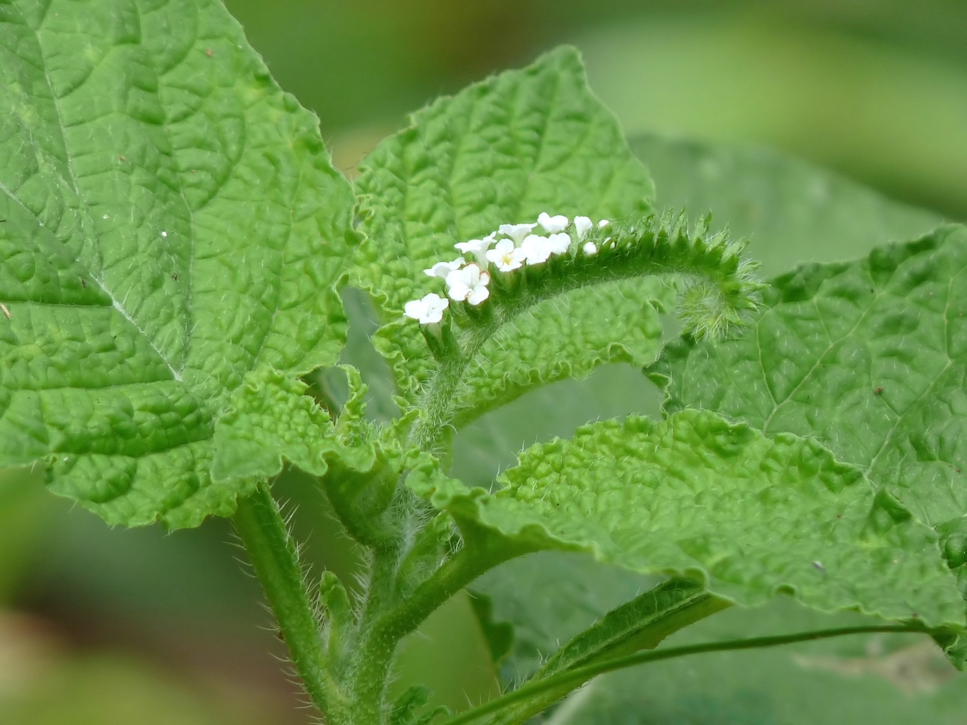 Indian heliotrope (krèt kòk) — Heliotropium indicum, used in Haitian and Caribbean herbal tradition