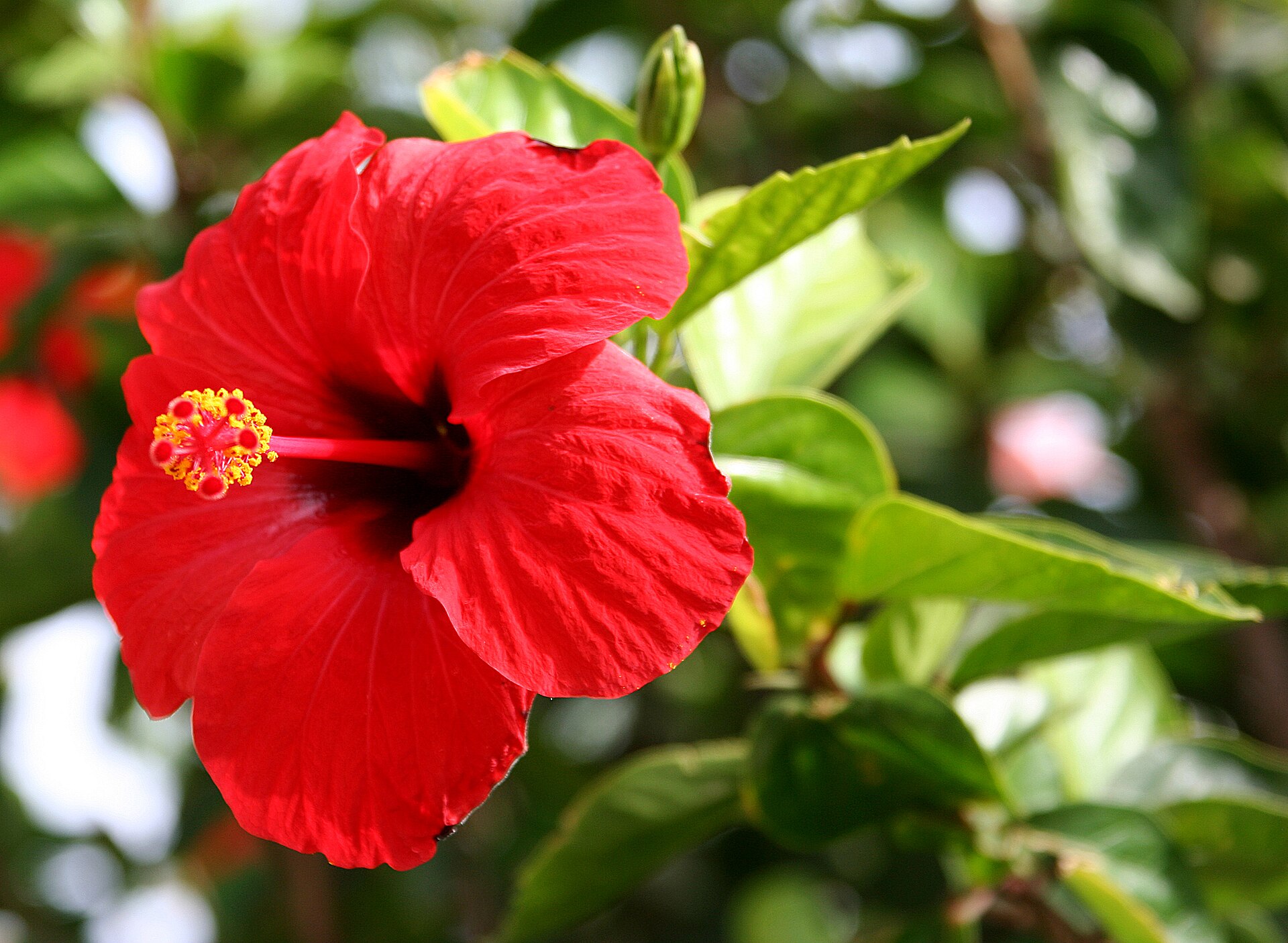 Hibiscus (choublak) — Hibiscus rosa-sinensis, used in Haitian and Caribbean herbal tradition
