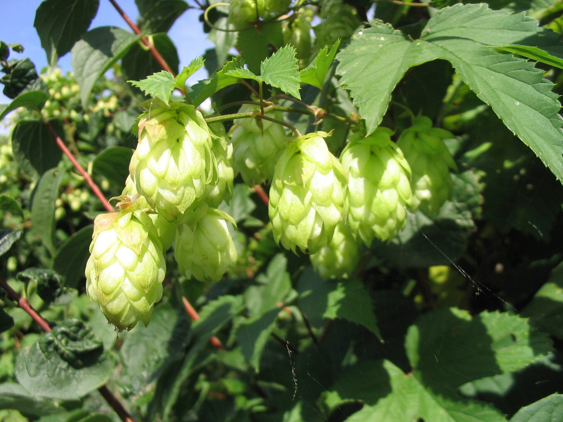Hops (Oublon) — Humulus lupulus, used in Haitian and Caribbean herbal tradition