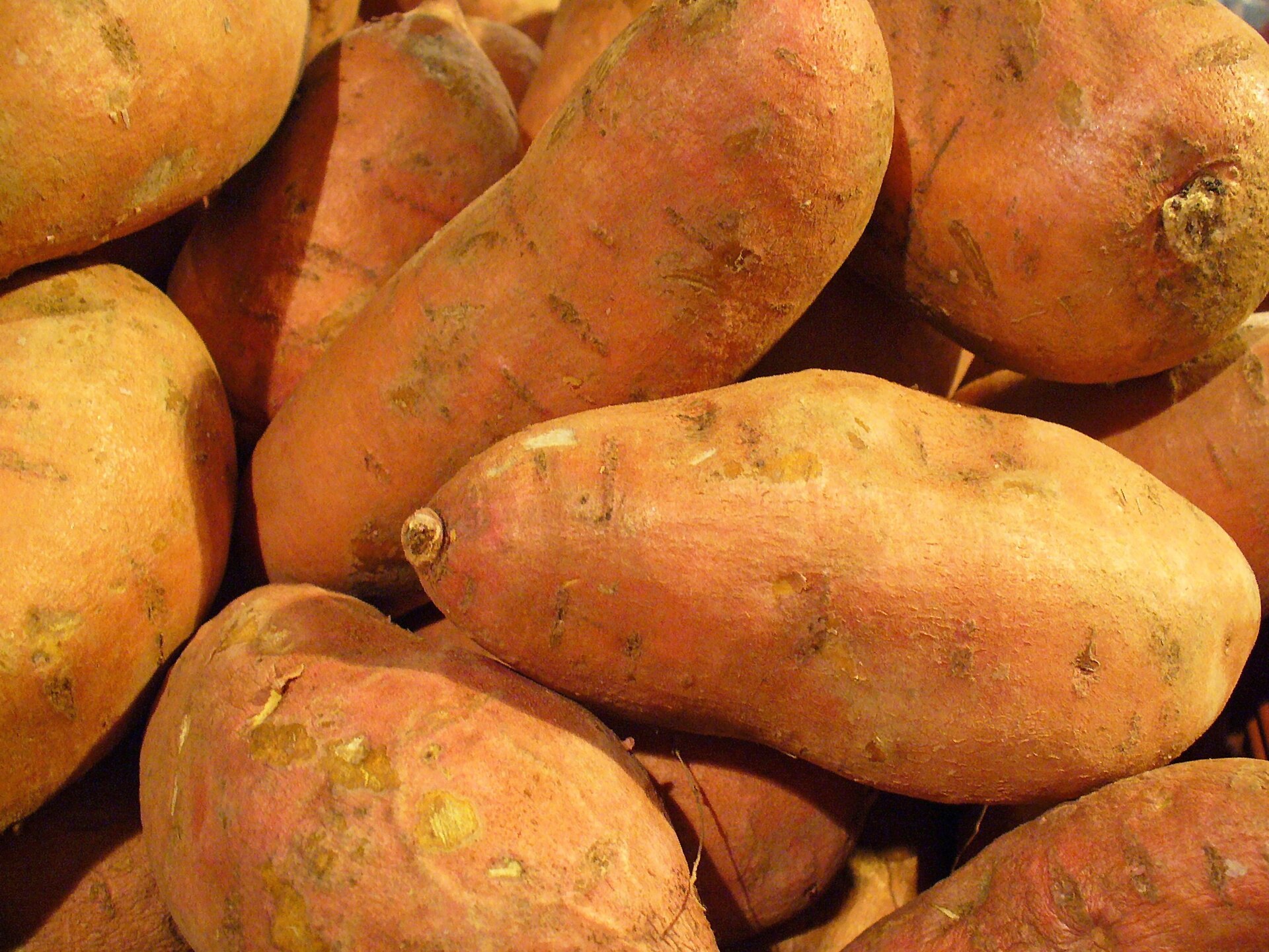 Sweet potato (patat) — Ipomoea batatas, used in Haitian and Caribbean herbal tradition