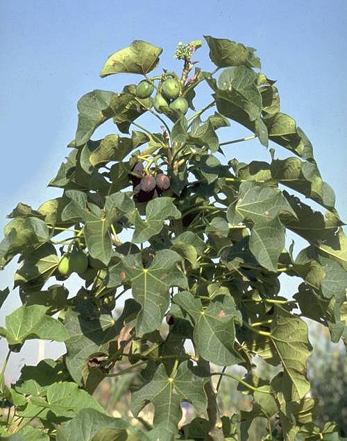 Physic nut (medsiyen beni) — Jatropha curcas, used in Haitian and Caribbean herbal tradition