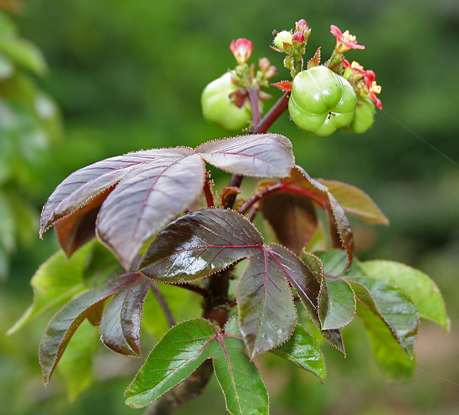 Tua tua (ti medsiyen) — Jatropha gossypiifolia, used in Haitian and Caribbean herbal tradition