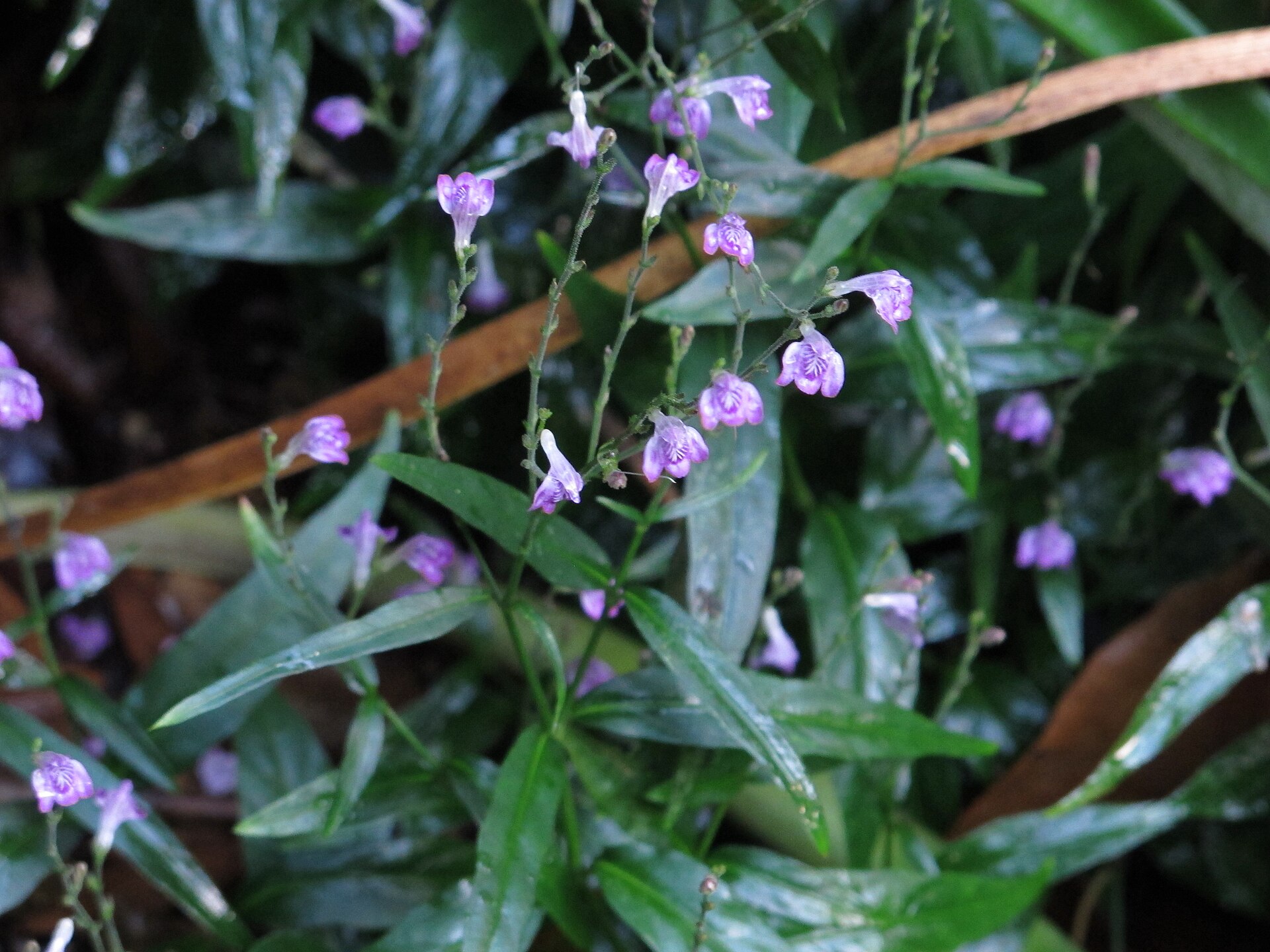 Tilo (sèpantye) — Justicia pectoralis, used in Haitian and Caribbean herbal tradition