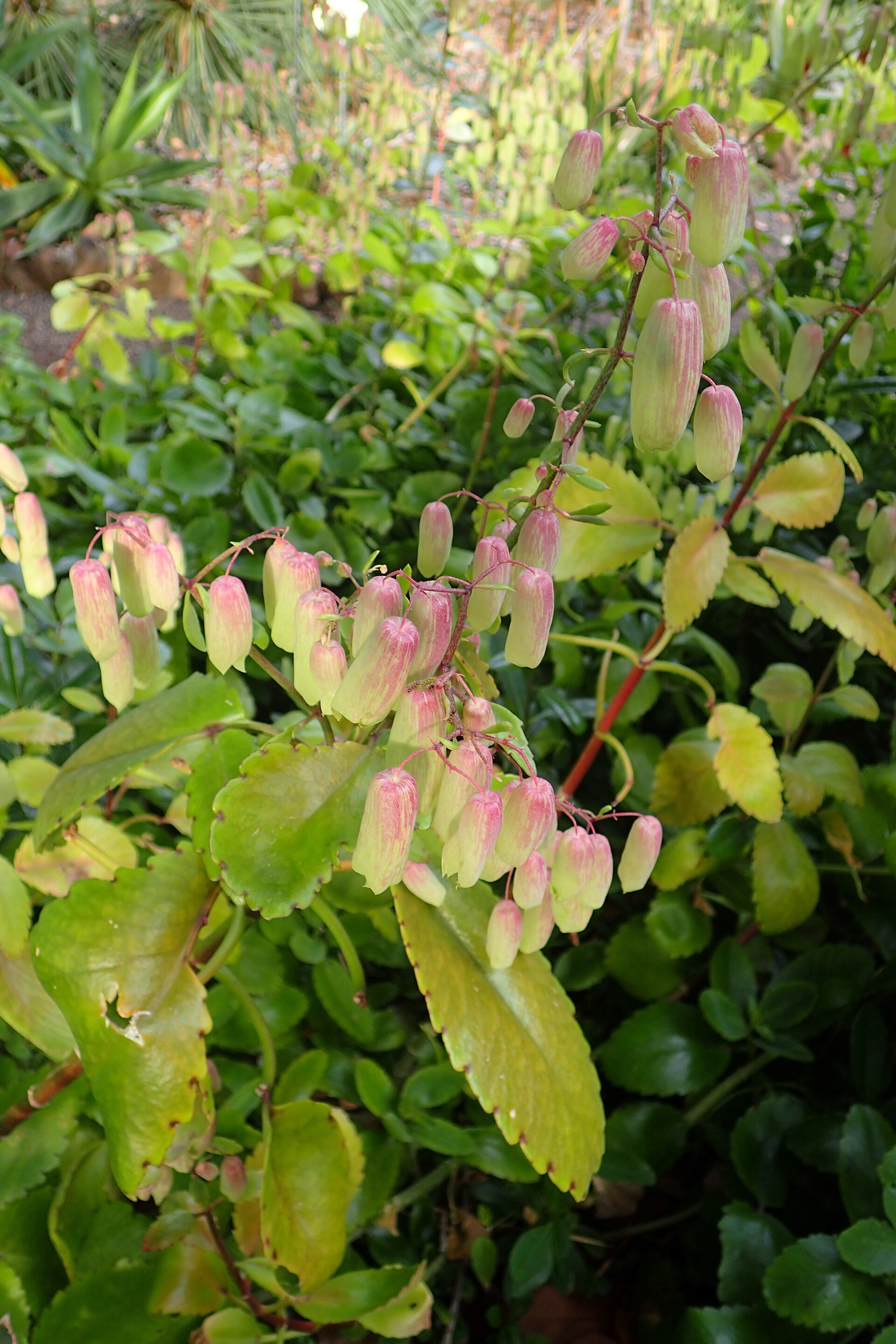 Air plant (lougawou) — Kalanchoe pinnata, used in Haitian and Caribbean herbal tradition