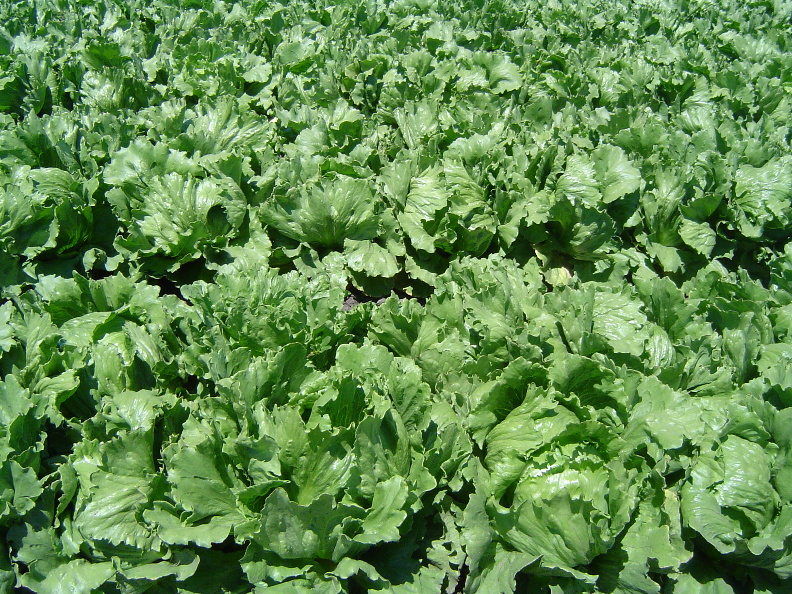Lettuce (leti) — Lactuca sativa, used in Haitian and Caribbean herbal tradition