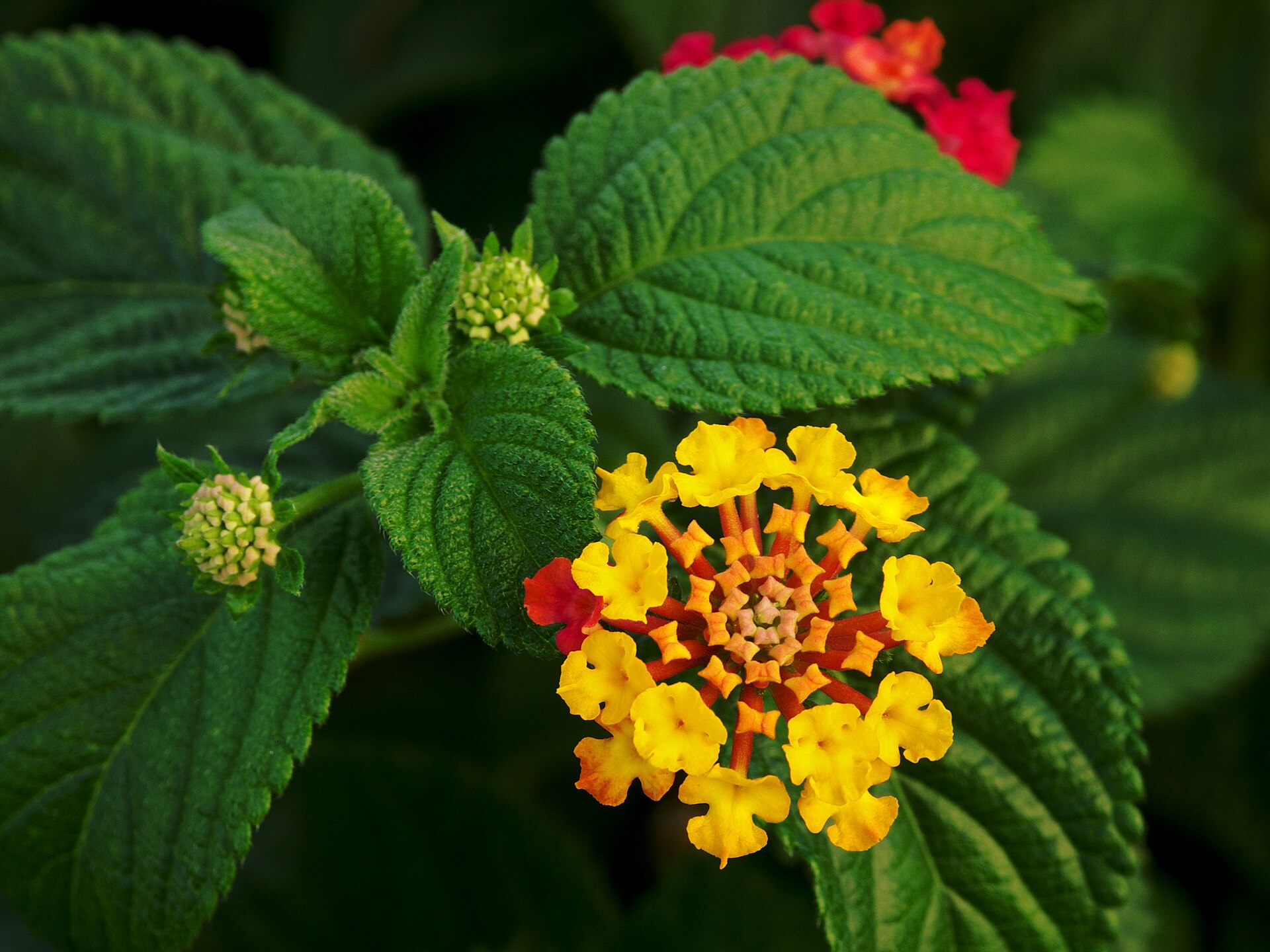 Lantana (bonbonyen) — Lantana camara, used in Haitian and Caribbean herbal tradition