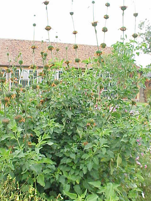 Lion's ear (gwo tèt) — Leonotis nepetaefolia, used in Haitian and Caribbean herbal tradition