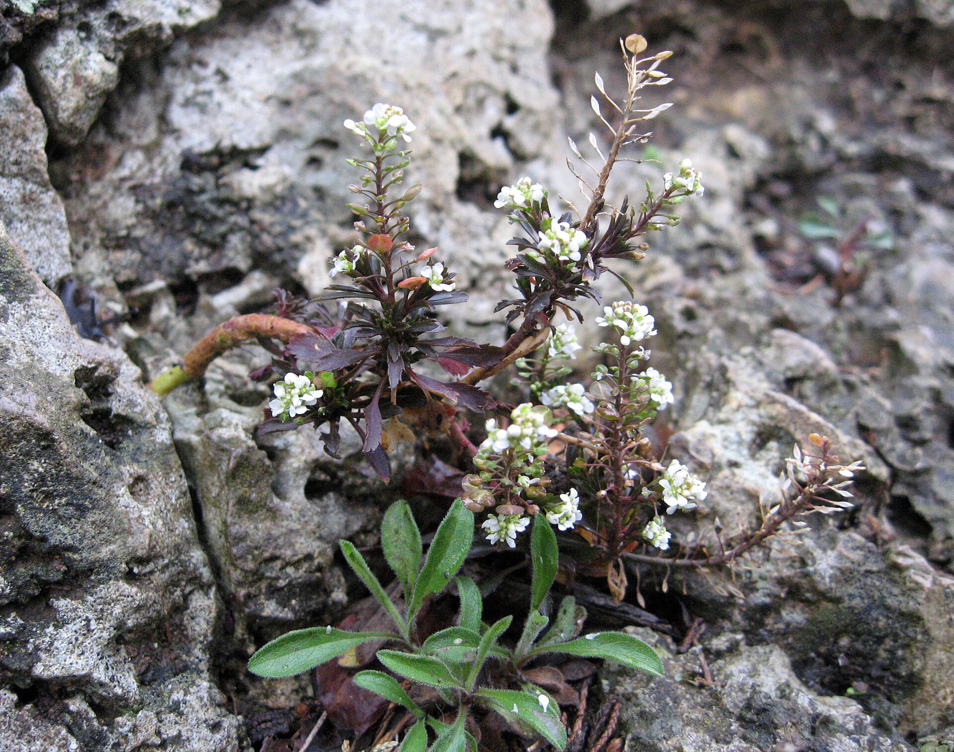 Pepper grass (kreson danwa) — Lepidium virginicum, used in Haitian and Caribbean herbal tradition