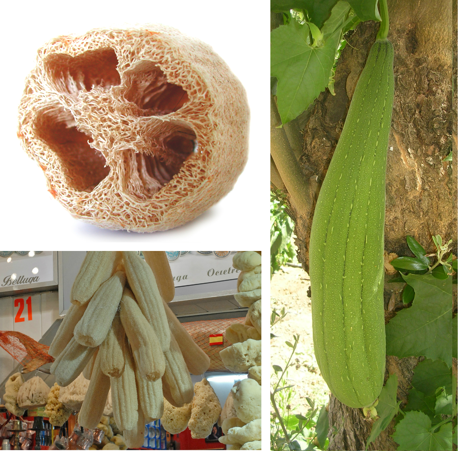 Loofah (tòchon) — Luffa aegyptiaca, used in Haitian and Caribbean herbal tradition