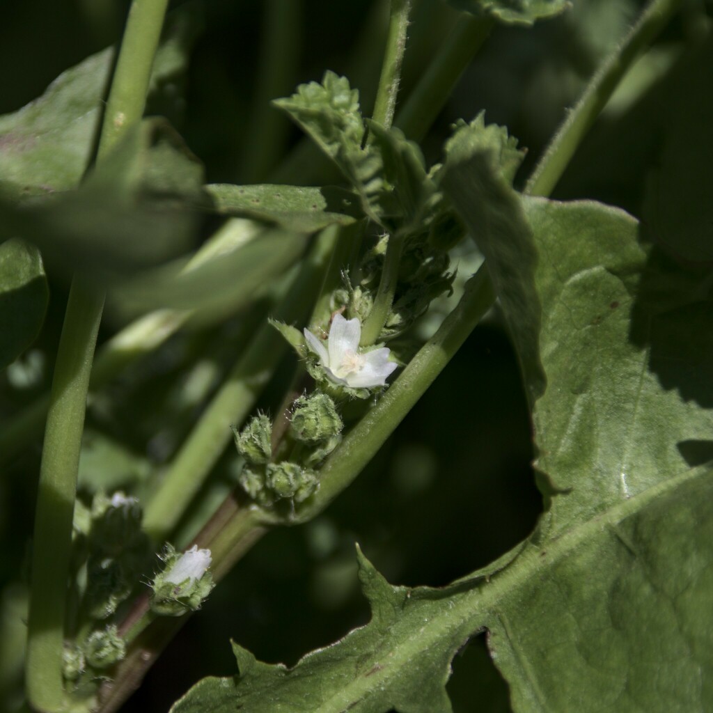 Mallow (mauve) — Malva rotundifolia, used in Haitian and Caribbean herbal tradition
