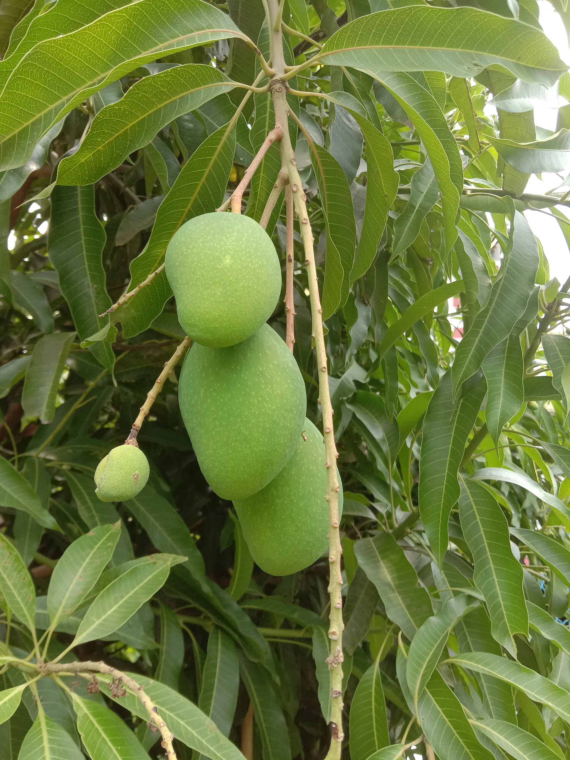 Mango (pye mango) — Mangifera indica, used in Haitian and Caribbean herbal tradition