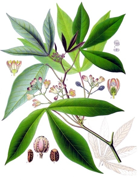 Cassava (manyòk) — Manihot esculenta, used in Haitian and Caribbean herbal tradition