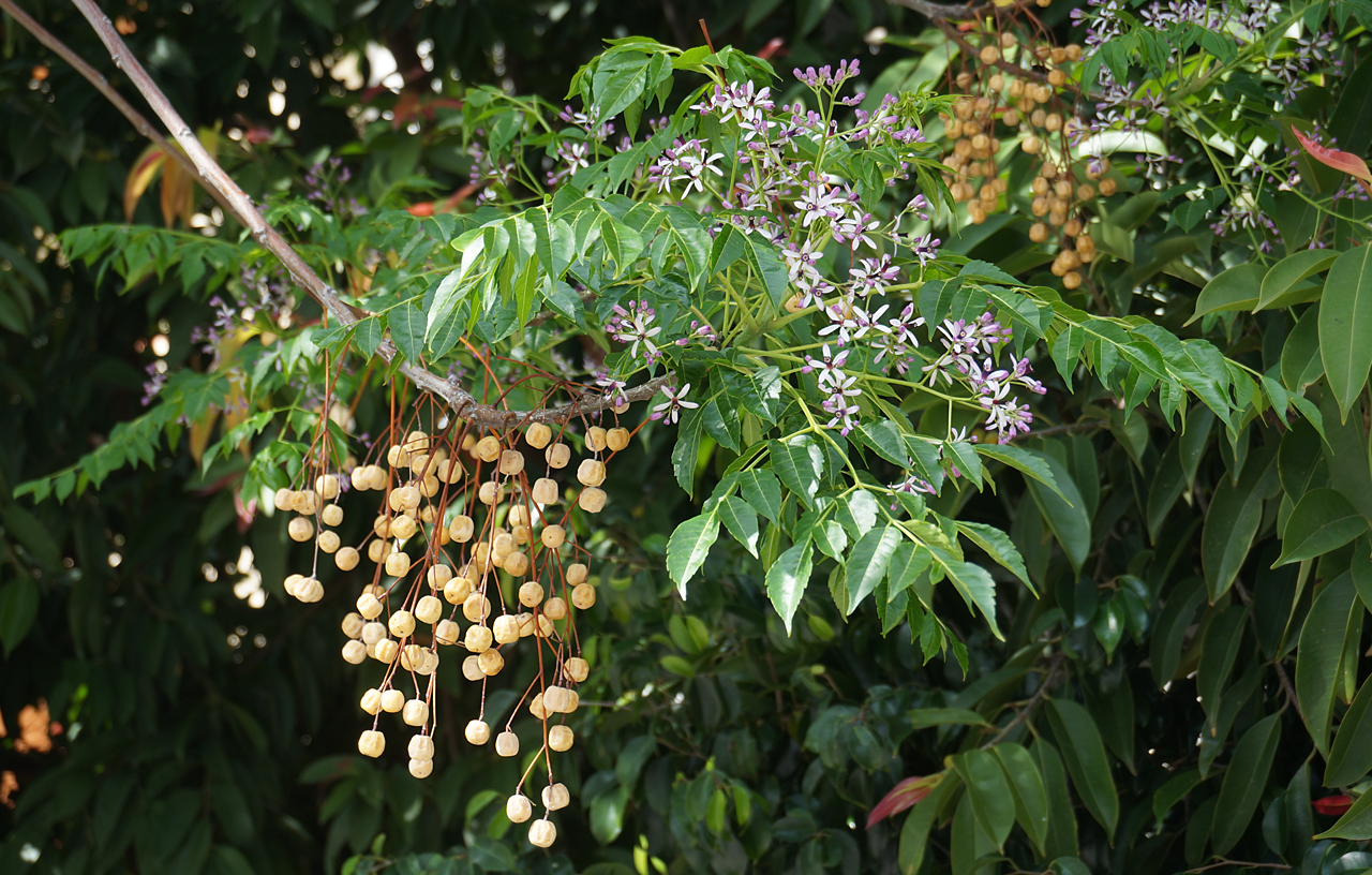 Chinaberry (lila) — Melia azedarach, used in Haitian and Caribbean herbal tradition