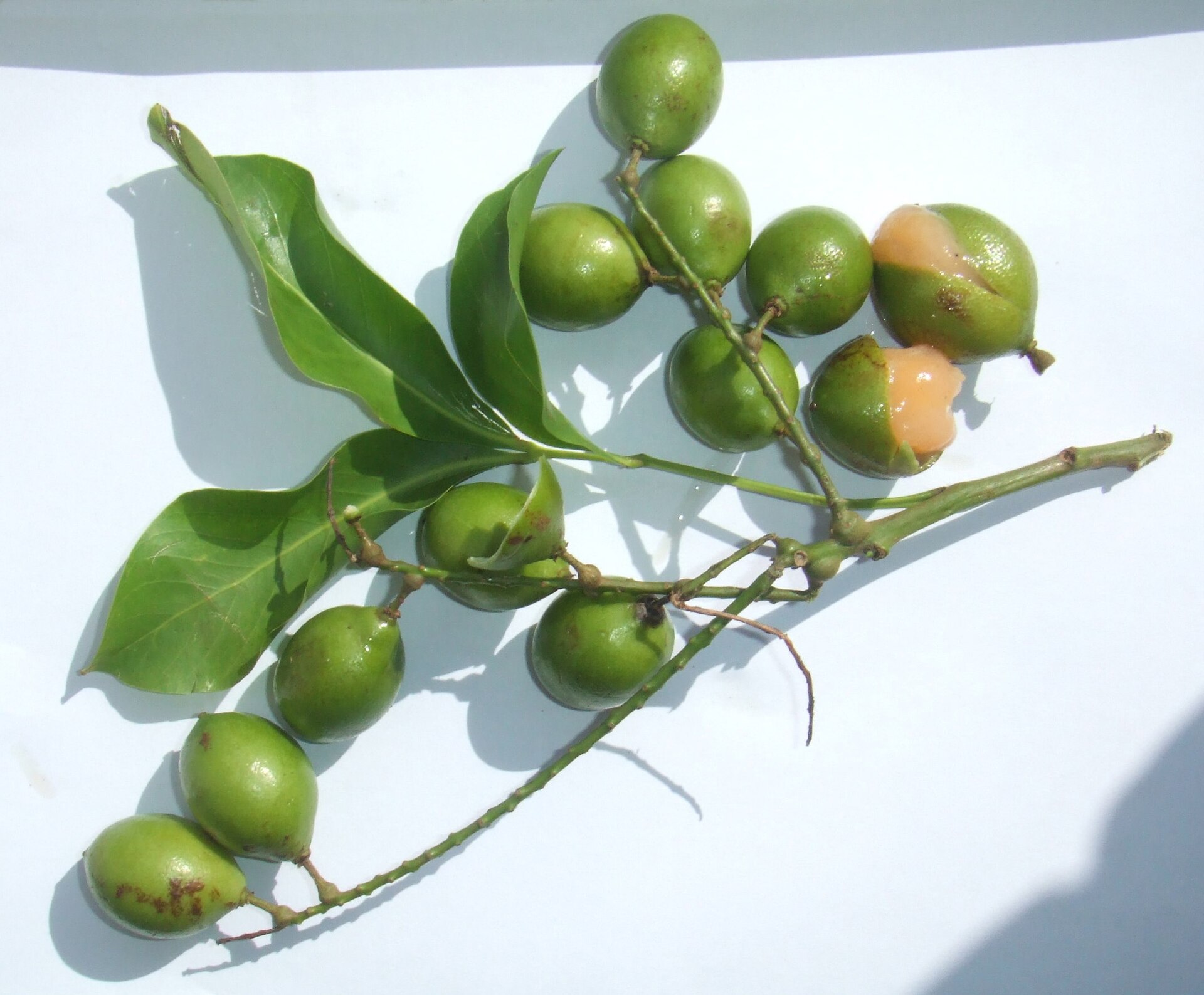 Genip (pye kenèp) — Melicoccus bijugatus, used in Haitian and Caribbean herbal tradition