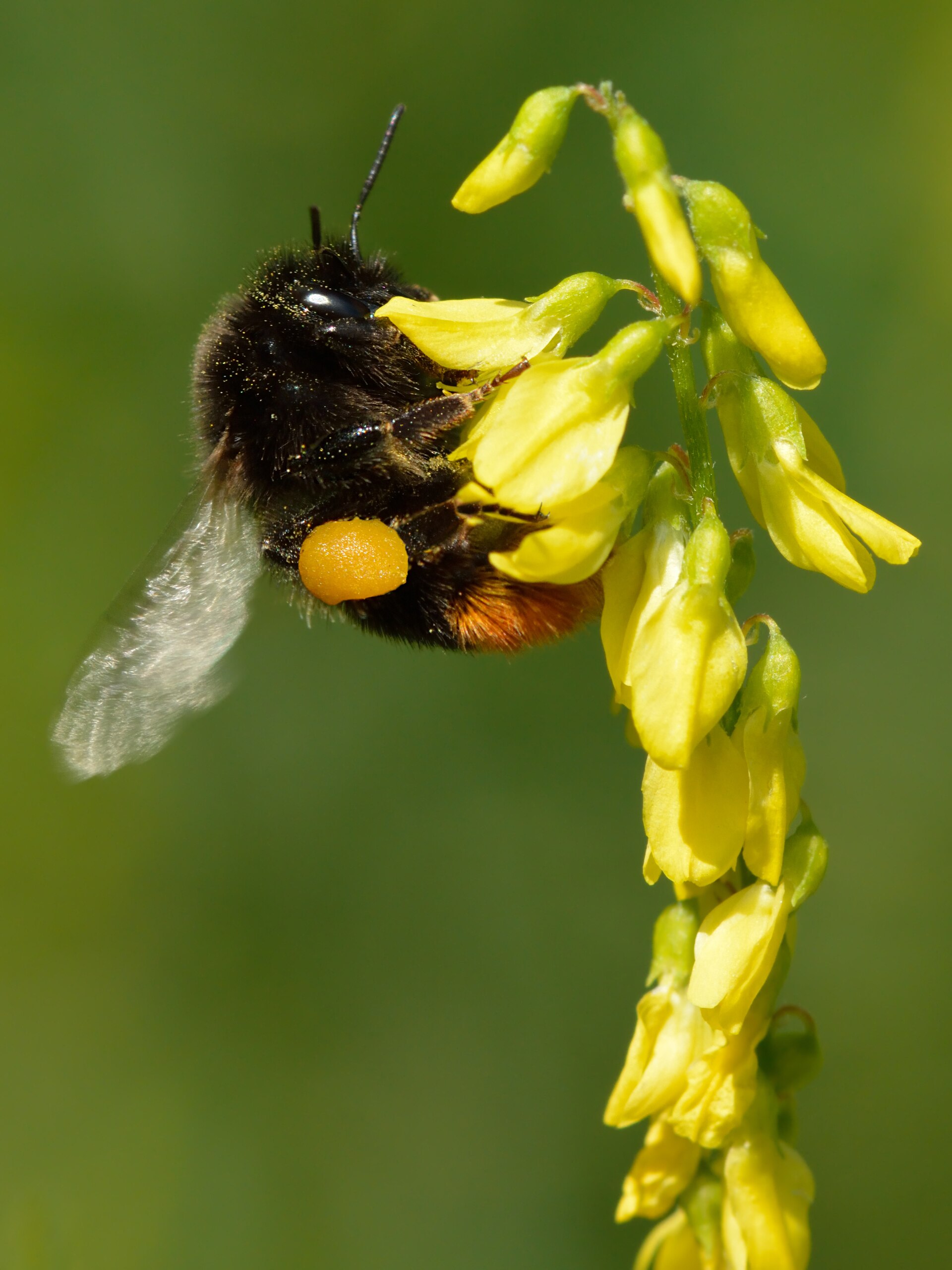 Sweet clover / Melilot (Melilo) — Melilotus officinalis, used in Haitian and Caribbean herbal tradition