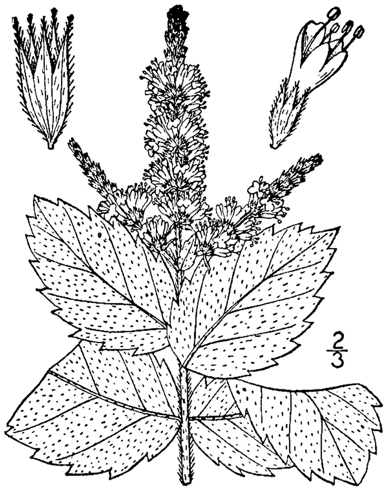 Mint (ti bonm) — Mentha nemorosa, used in Haitian and Caribbean herbal tradition