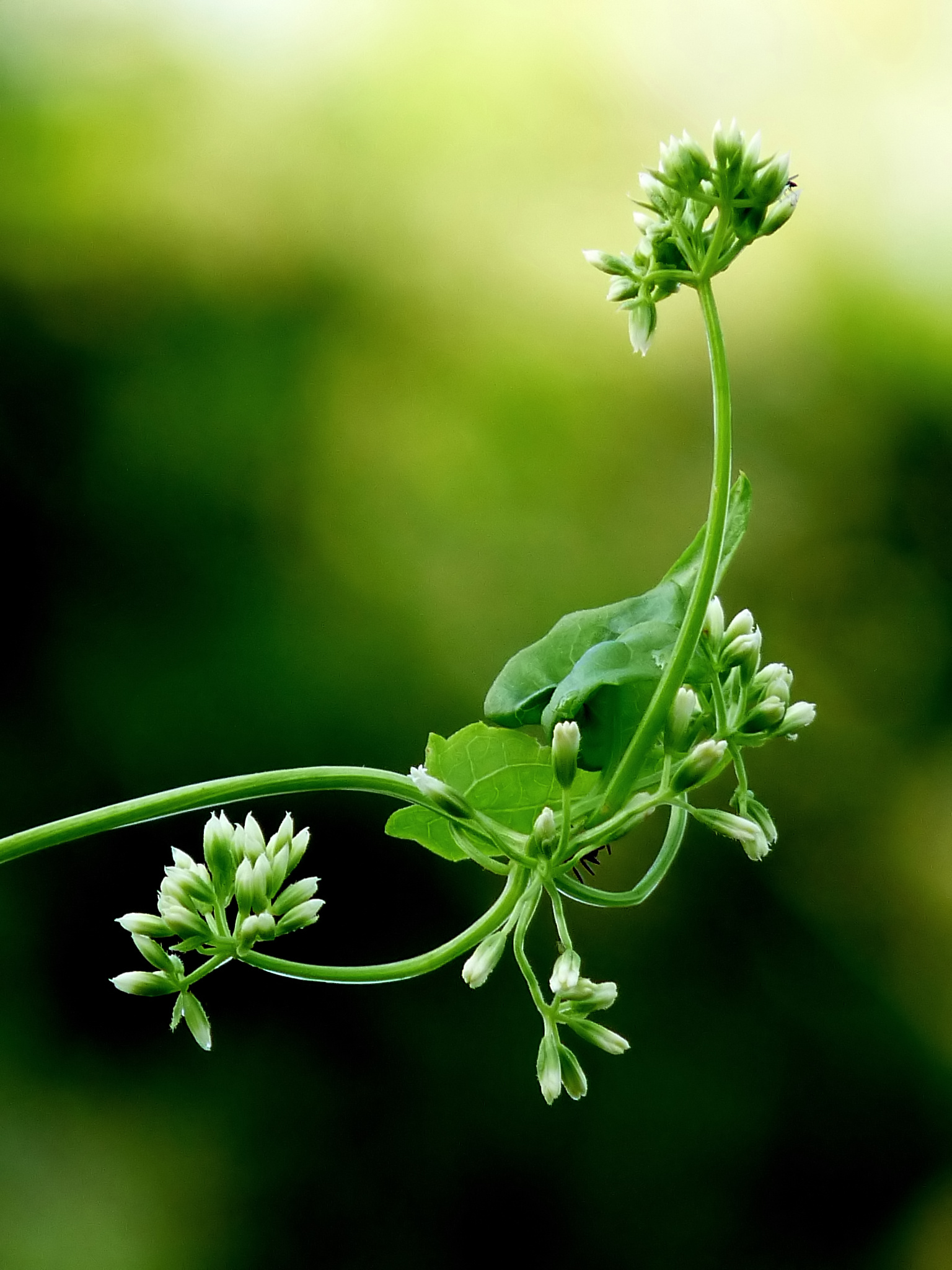 Bitter vine (lyann franzwaz) — Mikania micrantha, used in Haitian and Caribbean herbal tradition