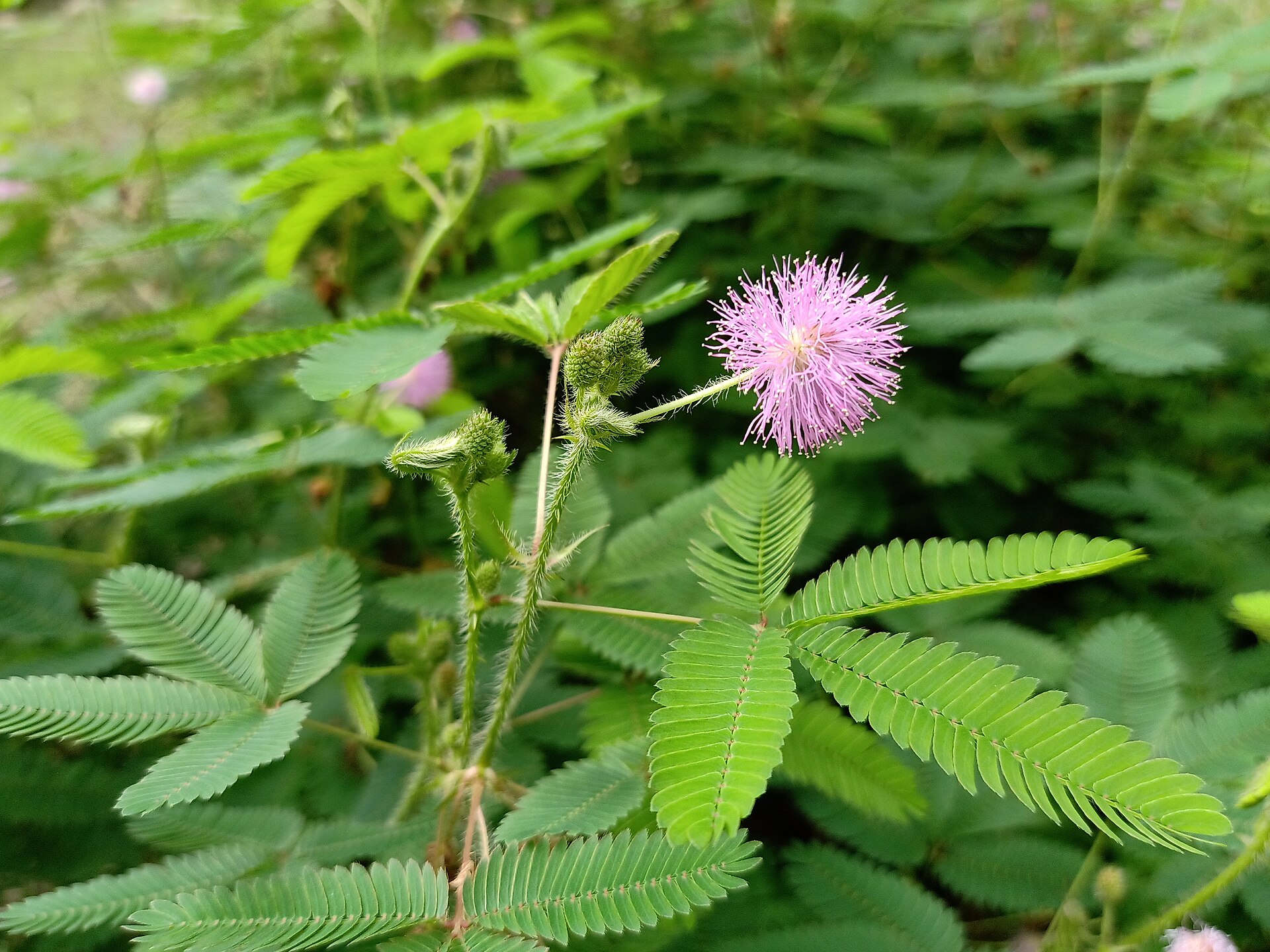 Sensitive plant (fèy wont) — Mimosa pudica, used in Haitian and Caribbean herbal tradition