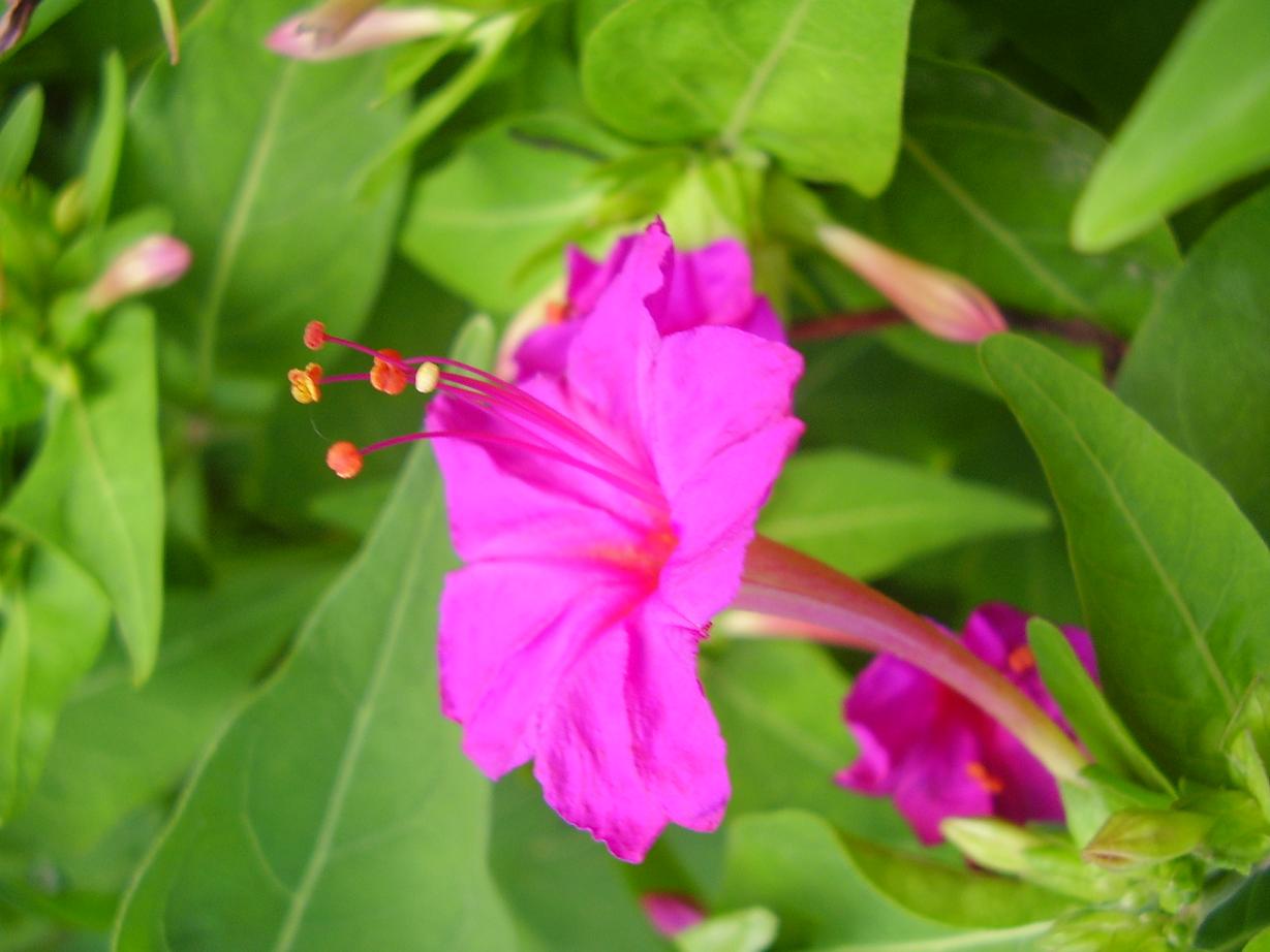 Four o'clock (bèl de nwi) — Mirabilis jalapa, used in Haitian and Caribbean herbal tradition