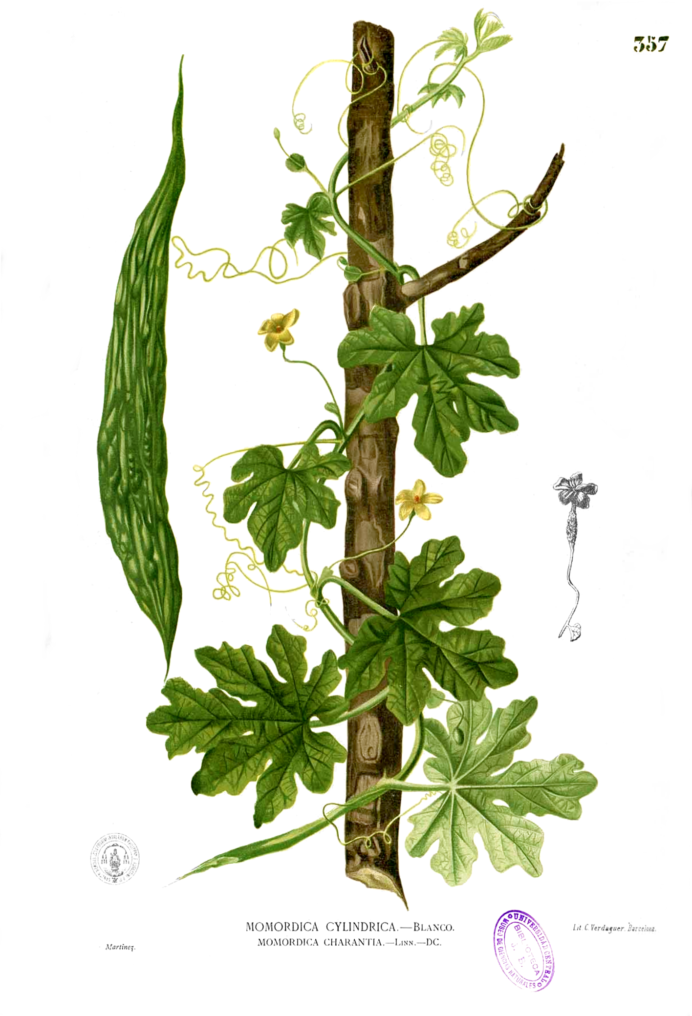 Bitter melon (asowosi) — Momordica charantia, used in Haitian and Caribbean herbal tradition