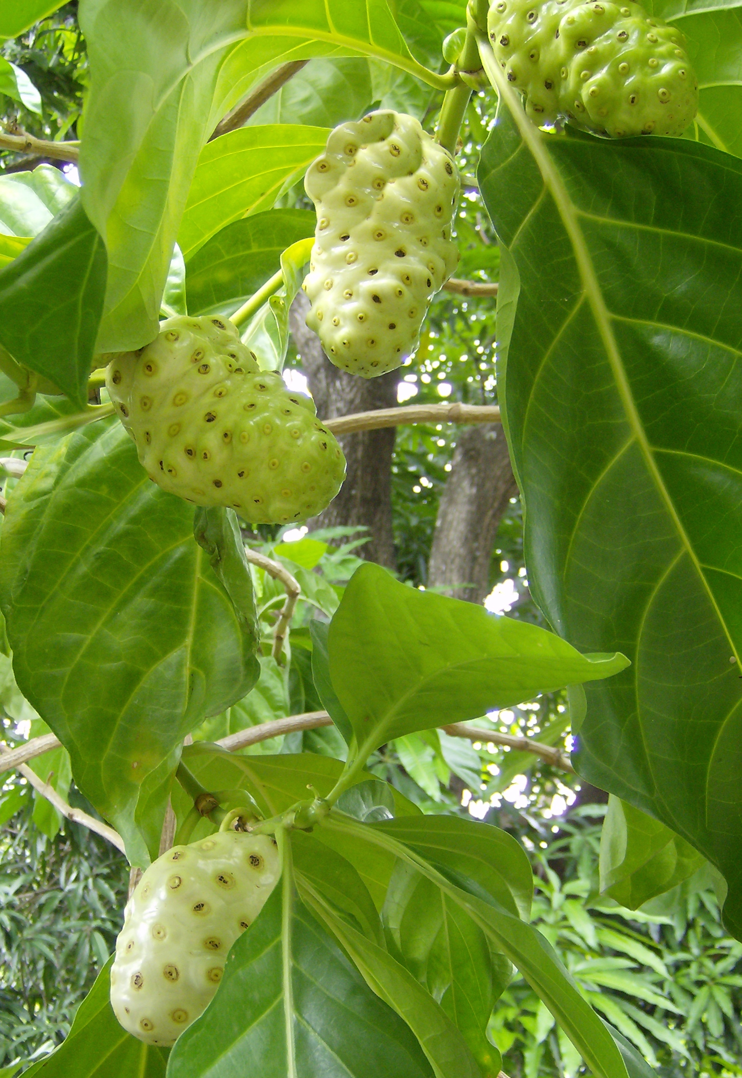 Noni (fèy doulè) — Morinda citrifolia, used in Haitian and Caribbean herbal tradition