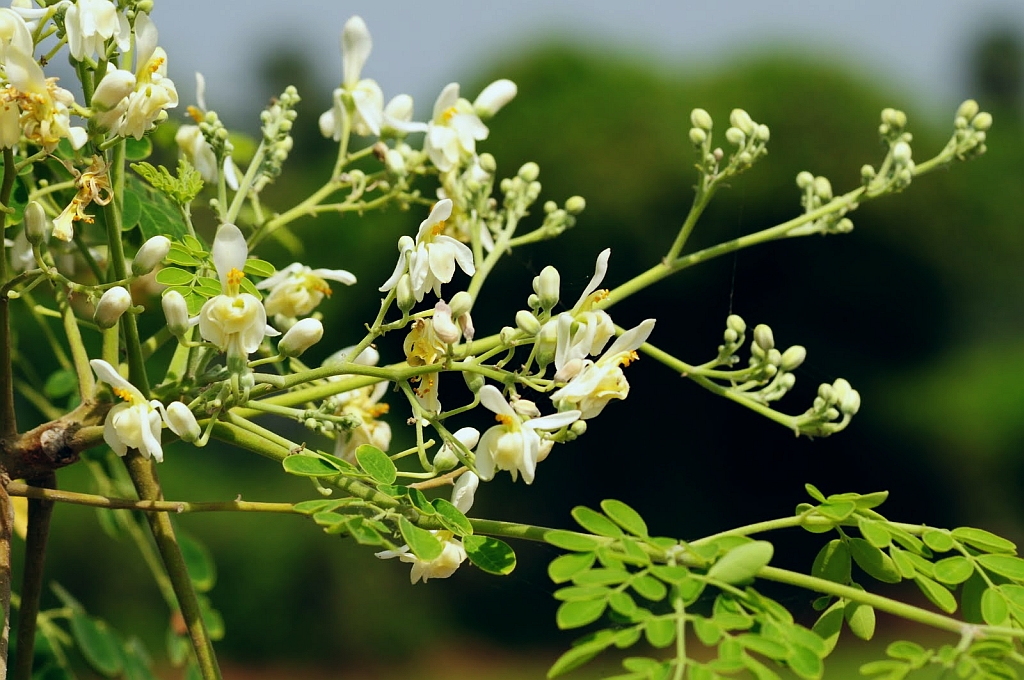 Moringa (Benzoliv) — Moringa oleifera, used in Haitian and Caribbean herbal tradition
