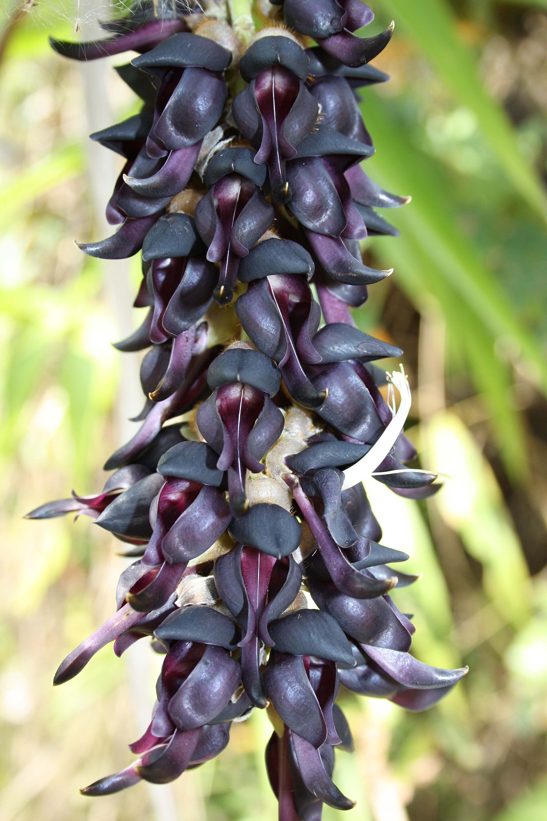 Velvet bean (Pwa grate) — Mucuna pruriens, used in Haitian and Caribbean herbal tradition