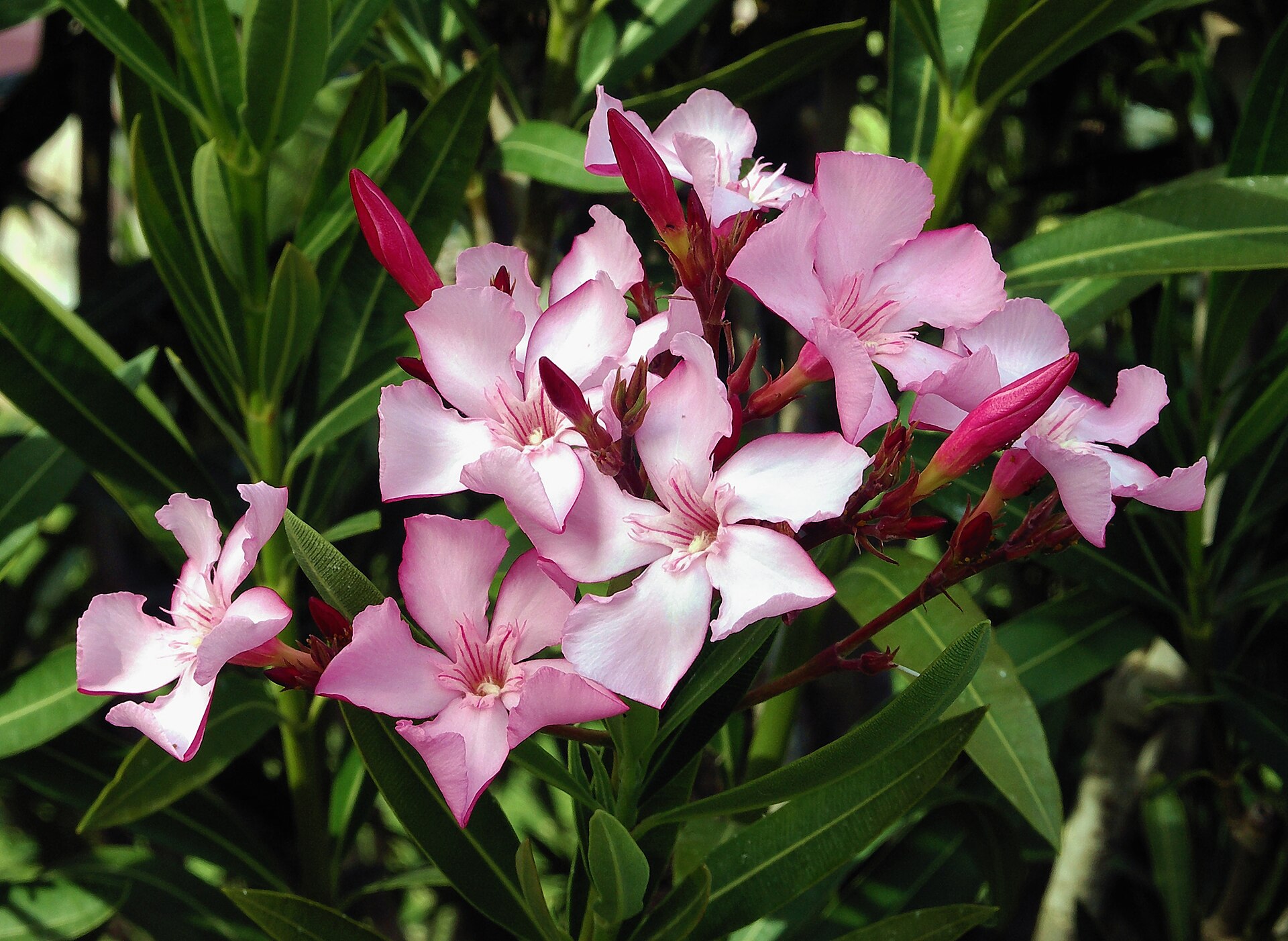 Oleander (lorye wòz) — Nerium oleander, used in Haitian and Caribbean herbal tradition