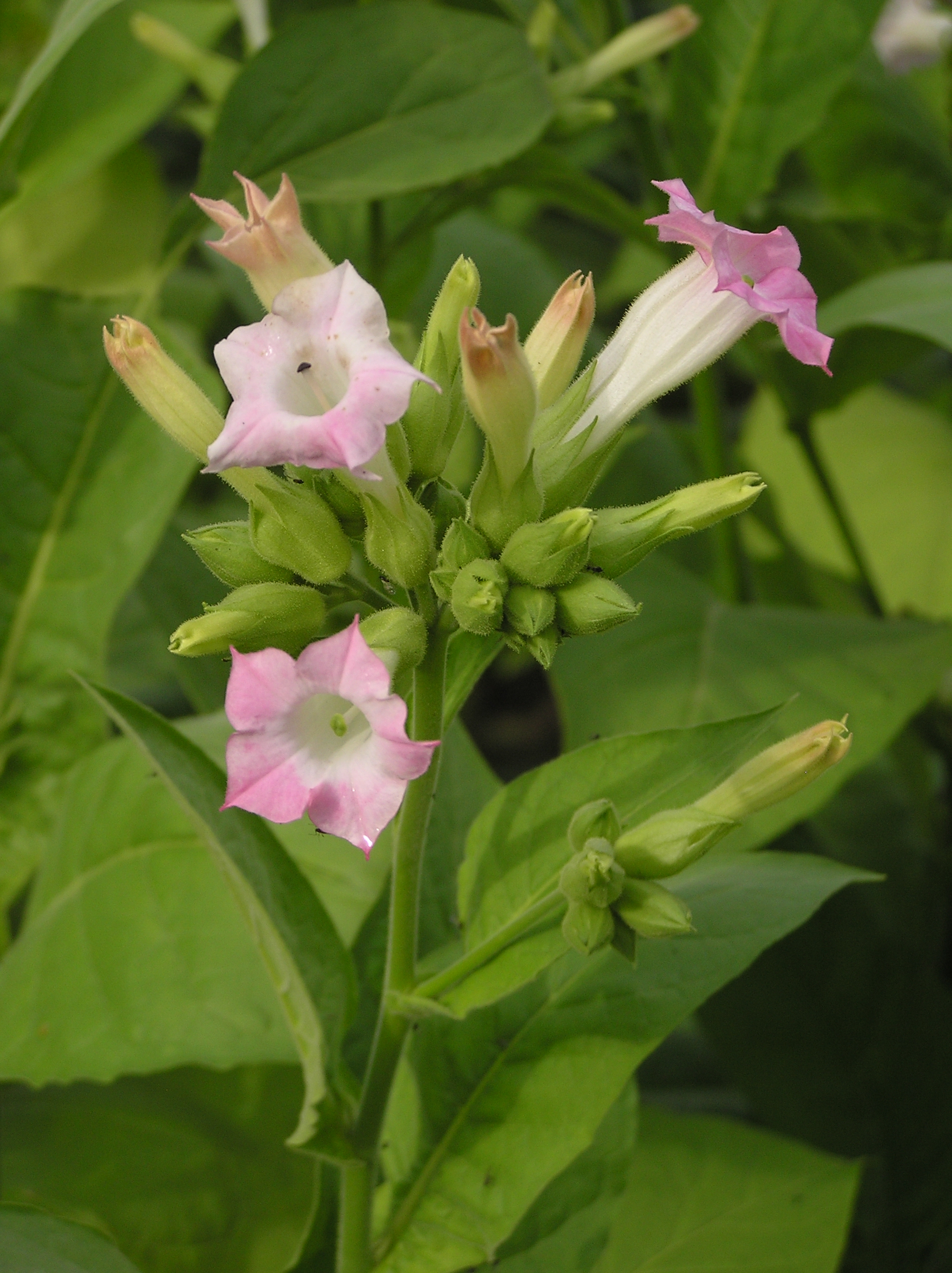 Tobacco (tabak) — Nicotiana tabacum, used in Haitian and Caribbean herbal tradition