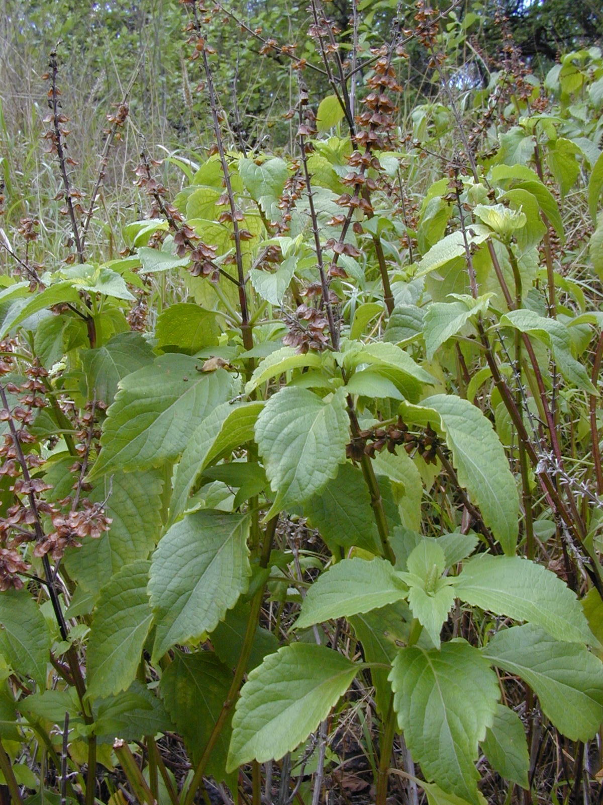 African basil (atiyayo) — Ocimum gratissimum, used in Haitian and Caribbean herbal tradition