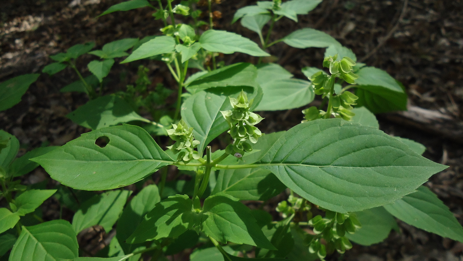Small-flowered basil (zèbaklou) — Ocimum micranthum, used in Haitian and Caribbean herbal tradition