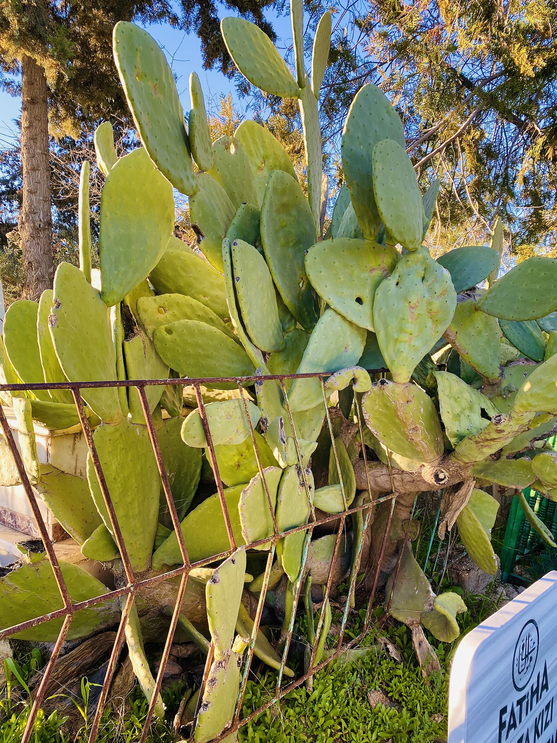 Prickly pear (rakèt) — Opuntia ficus-indica, used in Haitian and Caribbean herbal tradition