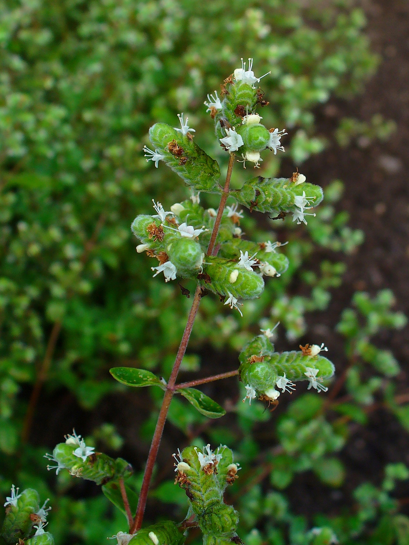 Marjoram (majolènn) — Origanum majorana, used in Haitian and Caribbean herbal tradition