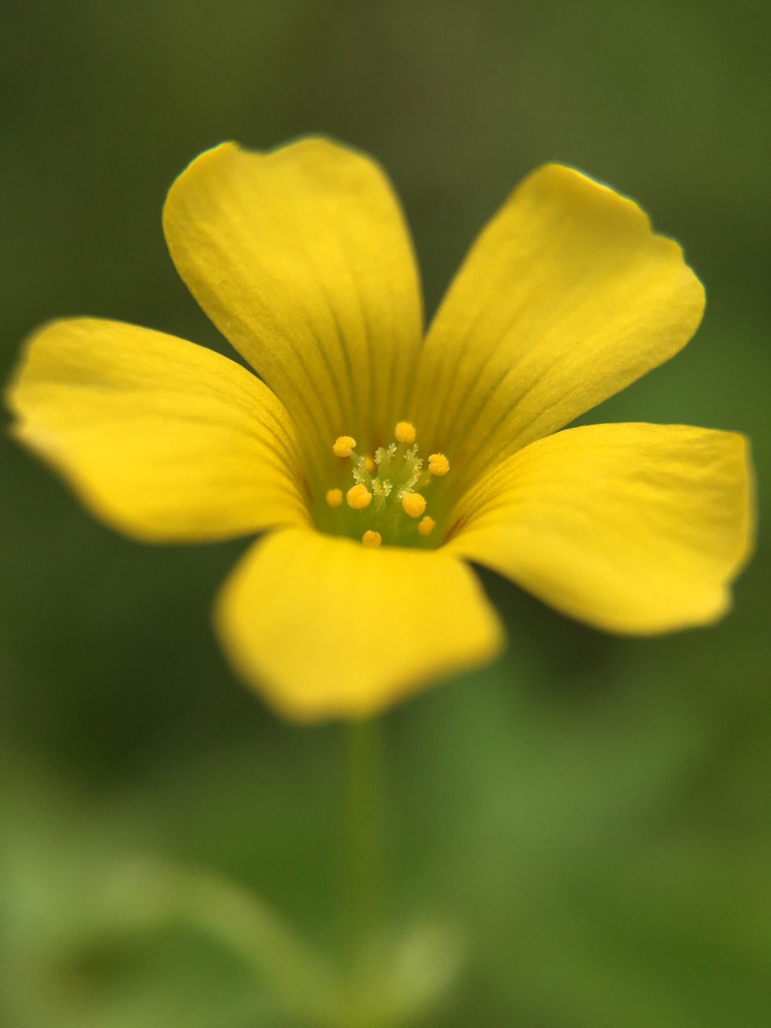 Wood sorrel (lozèy mawon) — Oxalis corniculata, used in Haitian and Caribbean herbal tradition