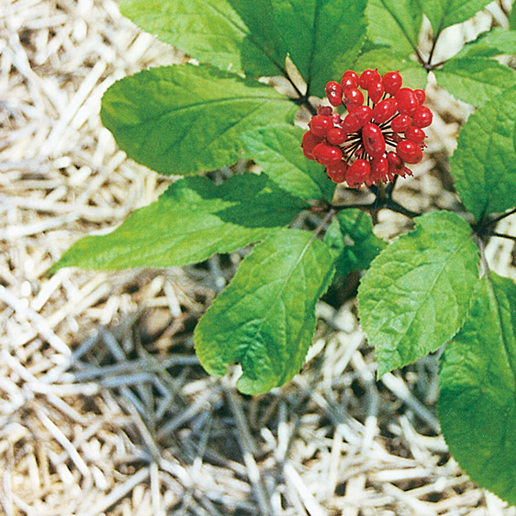 Ginseng (Jensan) — Panax ginseng, used in Haitian and Caribbean herbal tradition