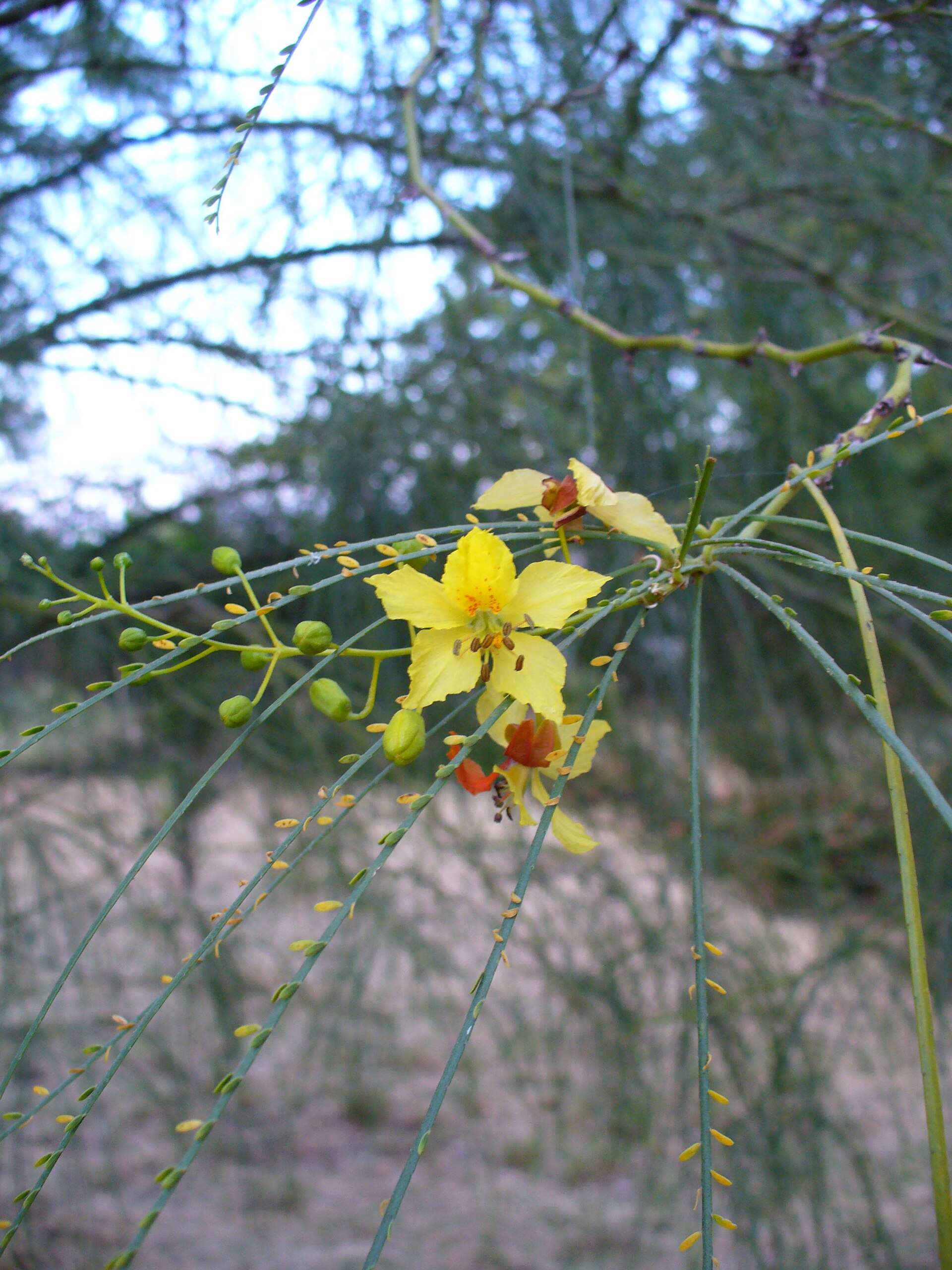 Jerusalem thorn (madan Nayiz) — Parkinsonia aculeata, used in Haitian and Caribbean herbal tradition