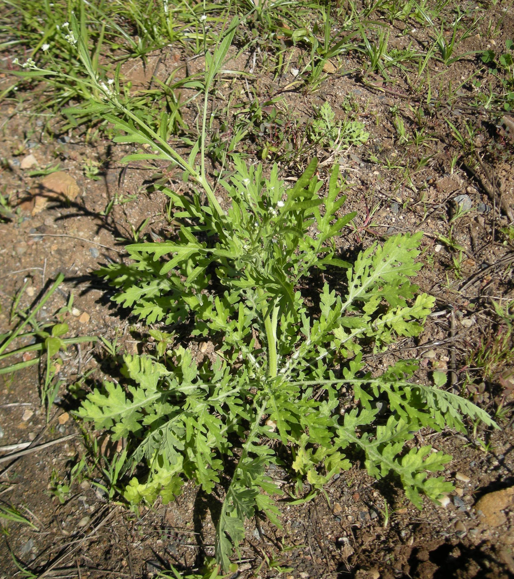 Santa Maria feverfew (absent mawon) — Parthenium hysterophorus, used in Haitian and Caribbean herbal tradition