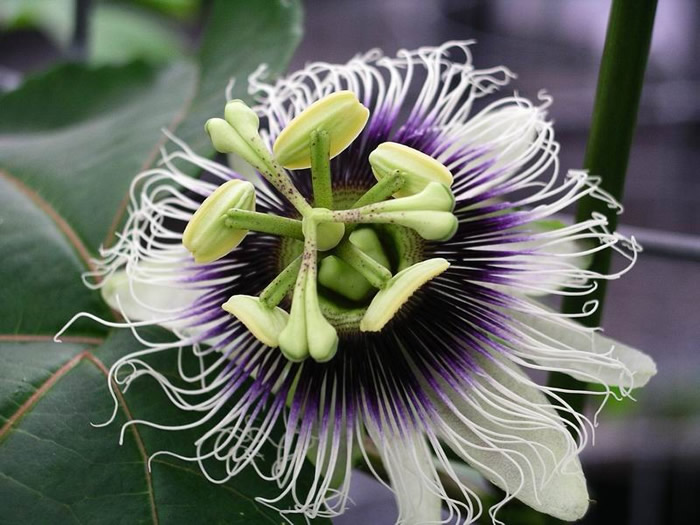 Passion fruit (grenadya) — Passiflora edulis, used in Haitian and Caribbean herbal tradition