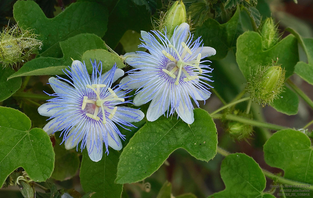 Stinking passionflower (marigouya) — Passiflora foetida, used in Haitian and Caribbean herbal tradition