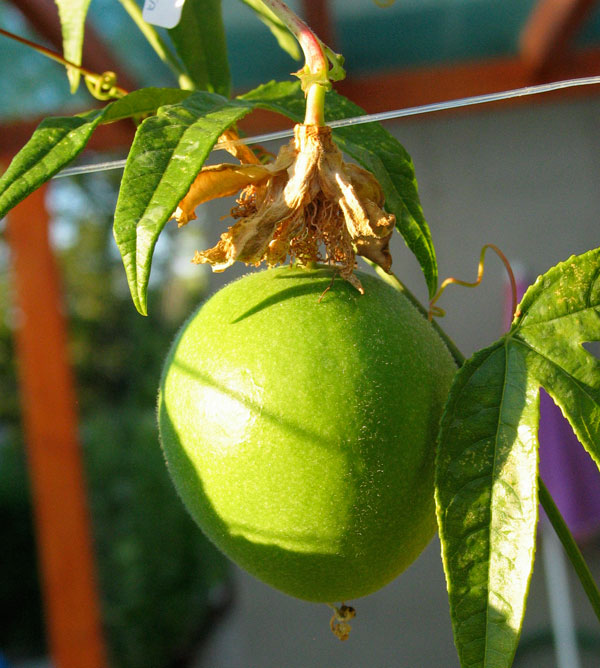 Passionflower (Pasiflo) — Passiflora incarnata, used in Haitian and Caribbean herbal tradition
