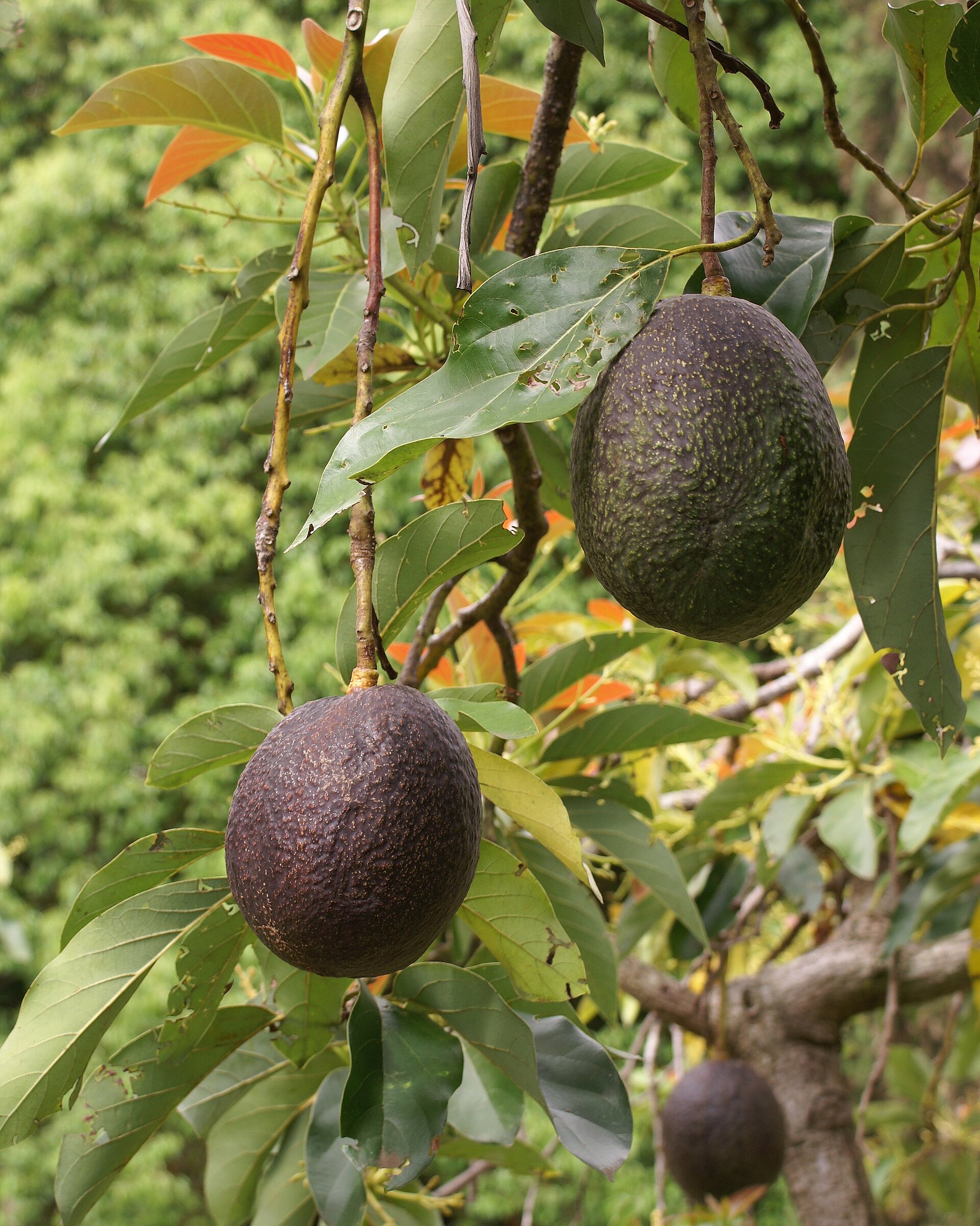 Avocado (pye zaboka) — Persea americana, used in Haitian and Caribbean herbal tradition