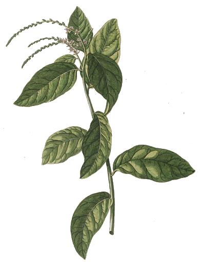 Guinea hen weed (ave) — Petiveria alliacea, used in Haitian and Caribbean herbal tradition