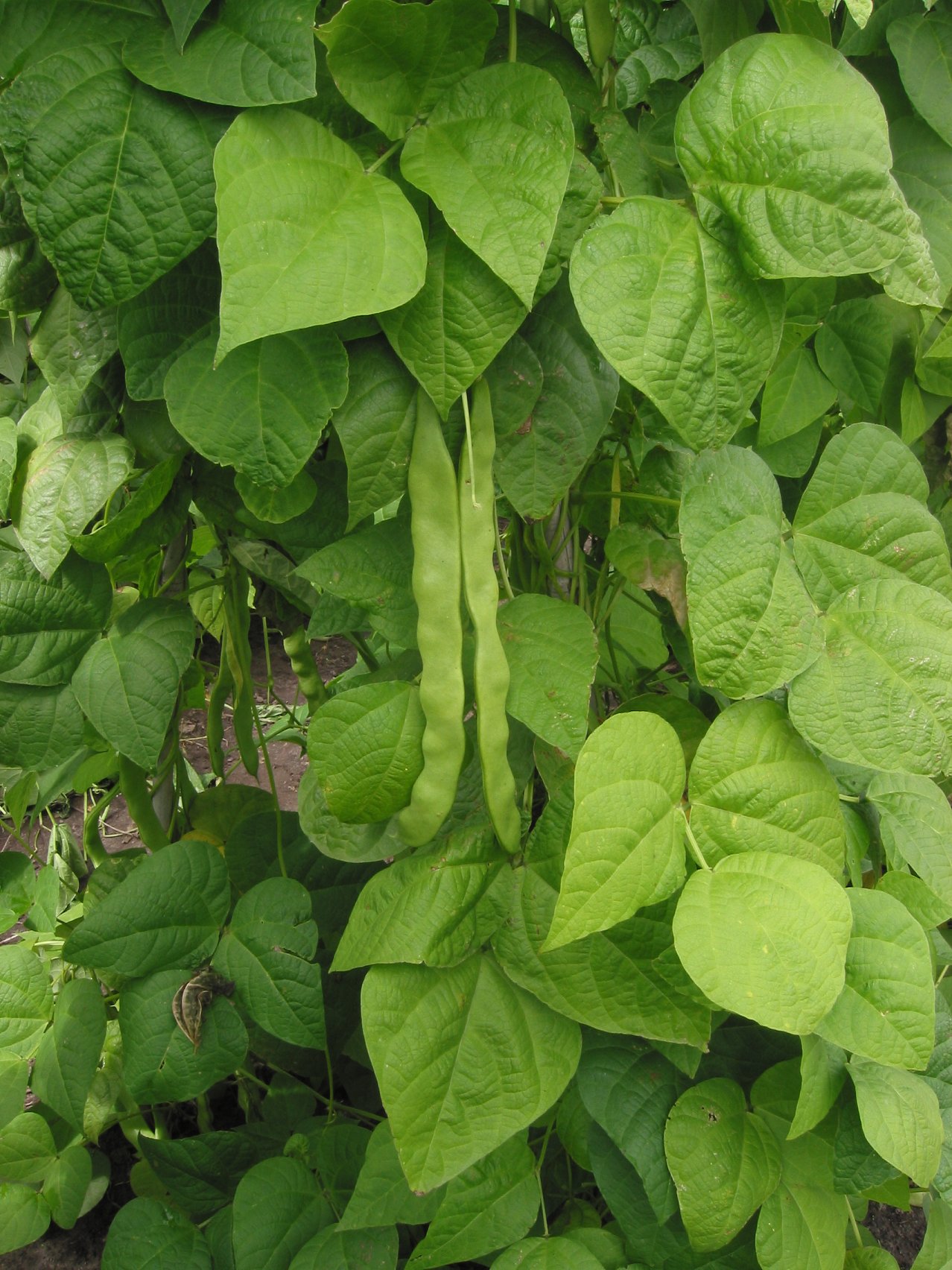 Red bean (pwa rouj) — Phaseolus vulgaris, used in Haitian and Caribbean herbal tradition