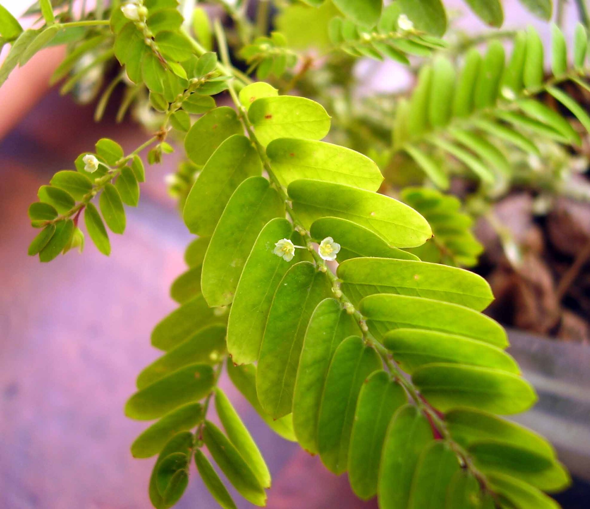 Phyllanthus (dèyè do) — Phyllanthus niruri, used in Haitian and Caribbean herbal tradition