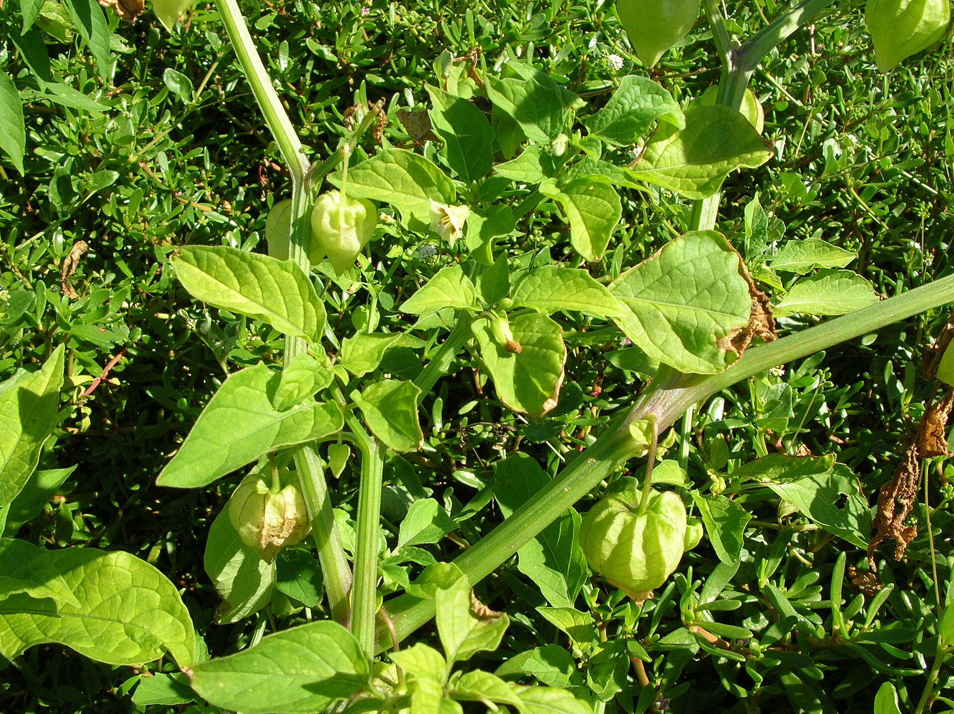 Cutleaf groundcherry (kòk mòl) — Physalis angulata, used in Haitian and Caribbean herbal tradition